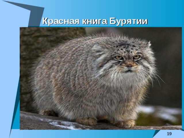Красная книга Бурятии 