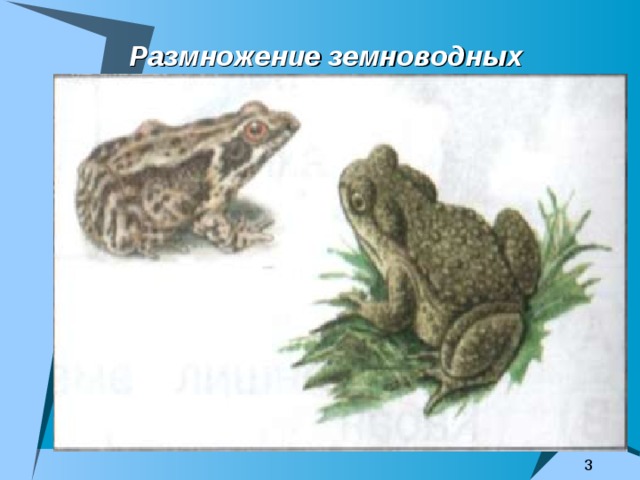 Размножение земноводных 