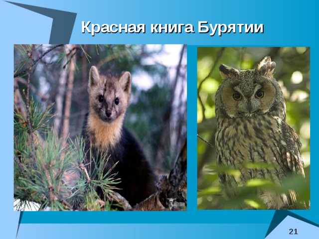 Красная книга Бурятии 