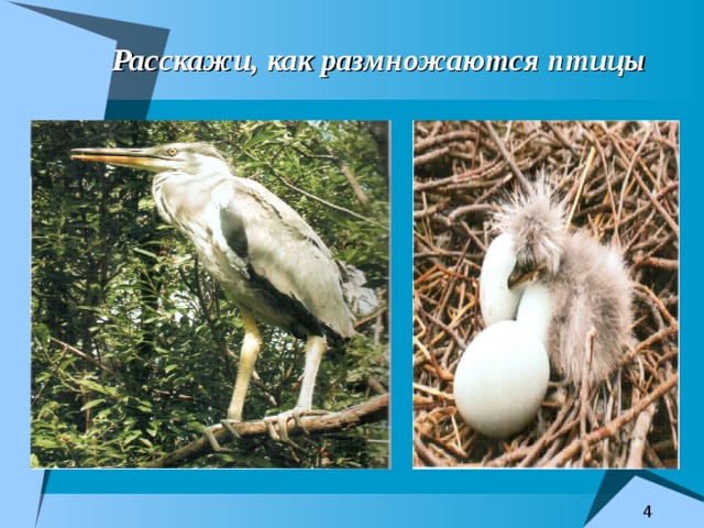  Расскажи, как размножаются птицы  