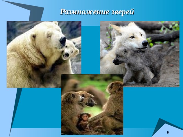 Размножение зверей 