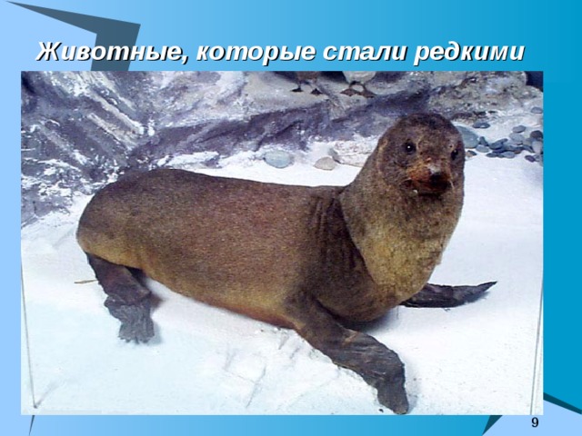 Животные, которые стали редкими 