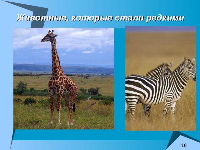 Животные, которые стали редкими 