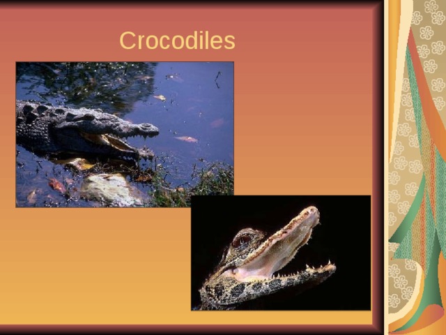  Crocodiles 