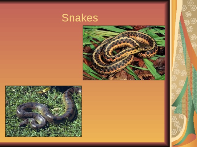  Snakes 