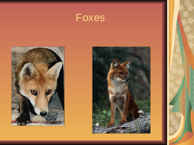  Foxes 