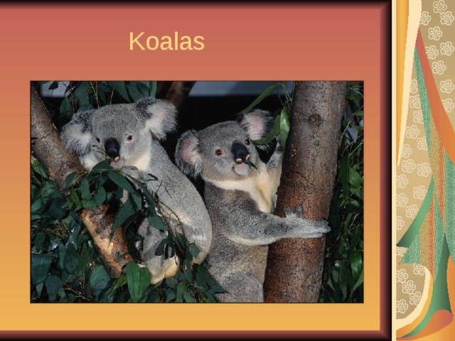  Koalas 