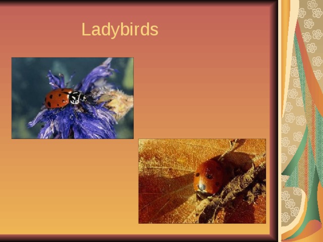  Ladybirds 