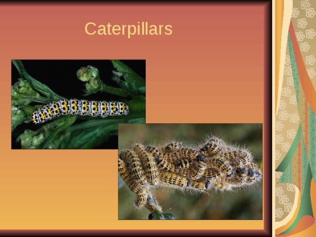  Caterpillars 