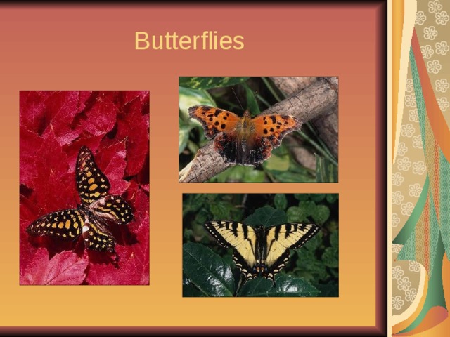  Butterflies 