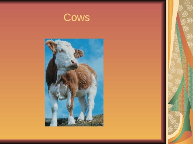  Cows 