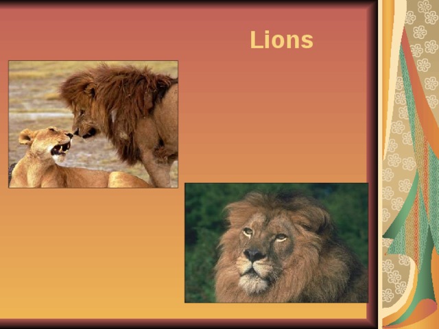  Lions 
