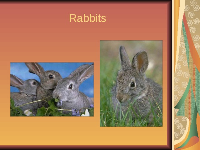 Rabbits 
