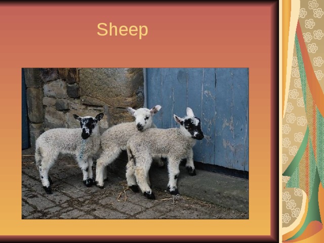  Sheep 