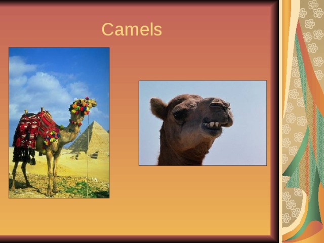  Camels 