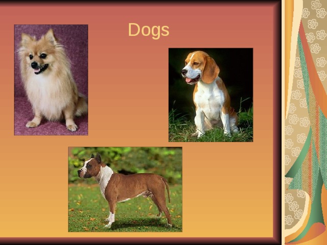  Dogs 