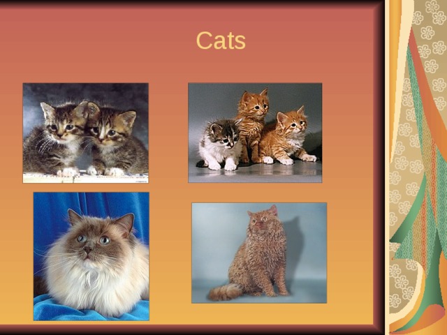  Cats 