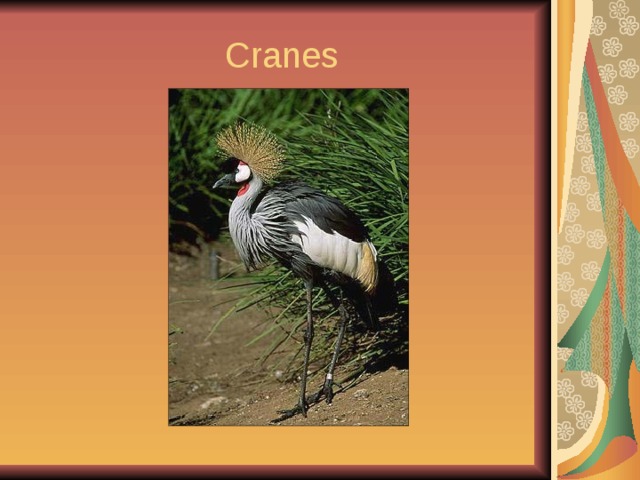  Cranes 