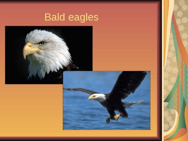  Bald eagles 
