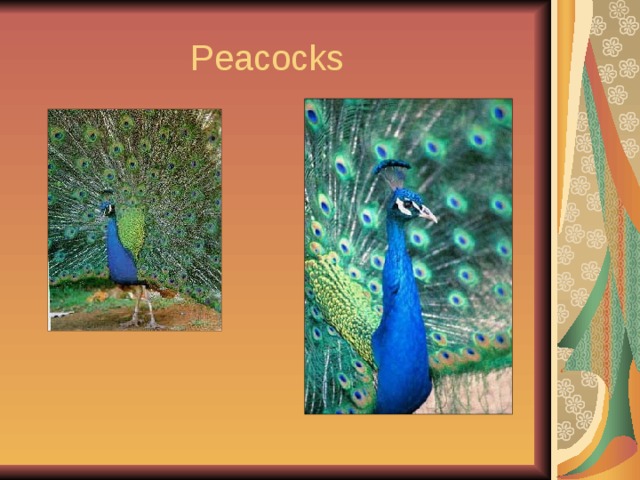  Peacocks 