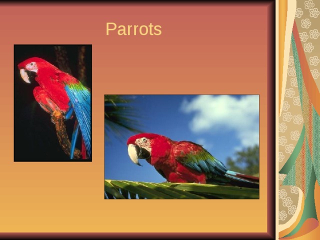  Parrots 