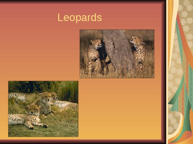  Leopards 