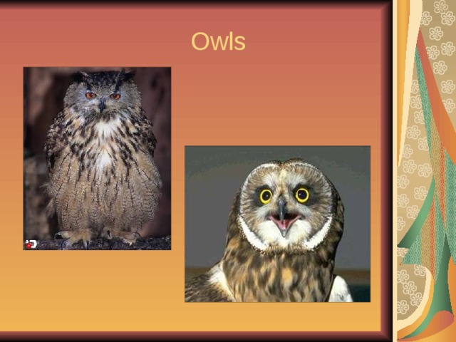  Owls 
