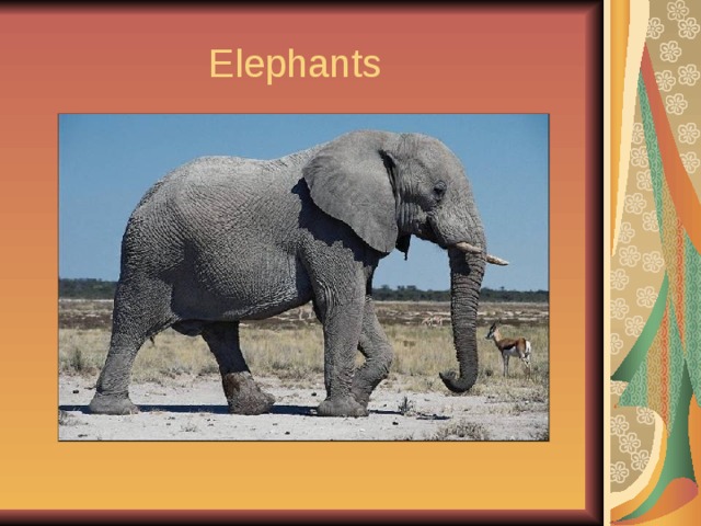  Elephants 