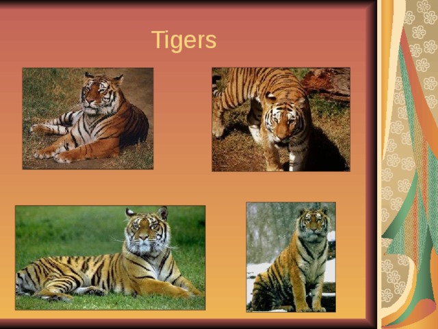  Tigers 