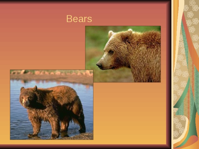  Bears 
