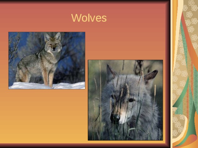  Wolves 