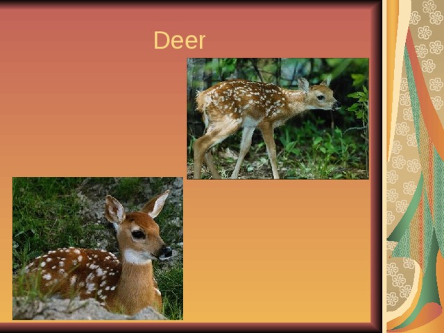  Deer 