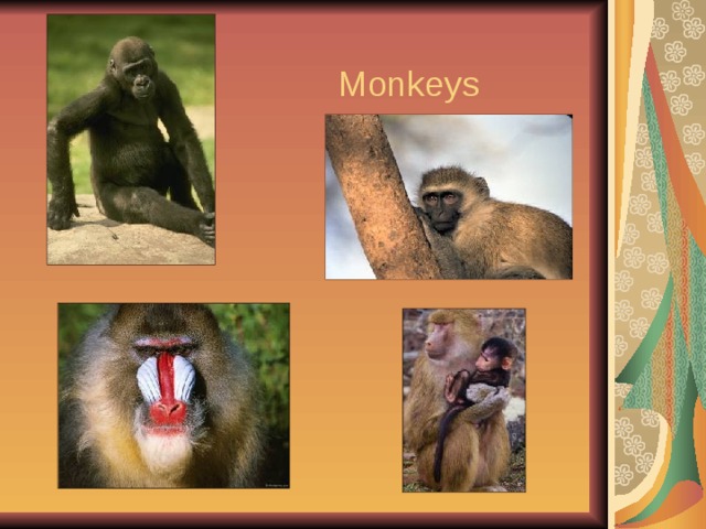  Monkeys 