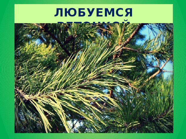 ЛЮБУЕМСЯ ЦВЕТАМИ ЛЮБУЕМСЯ ЯЩЕРИЦЕЙ ЛЮБУЕМСЯ ВЕТОЧКОЙ ЛЮБУЕМСЯ КАМНЯМИ ЛЮБУЕМСЯ КОСТРОМ ЛЮБУЕМСЯ ЗАКАТОМ ЛЮБУЕМСЯ ВОСХОДОМ ЛЮБУЕМСЯ ПТИЦАМИ ЛЮБУЕМСЯ ЖИВОТНЫМИ ЛЮБУЕМСЯ НАСЕКОМЫМИ ЛЮБУЕМСЯ ГРИБАМИ