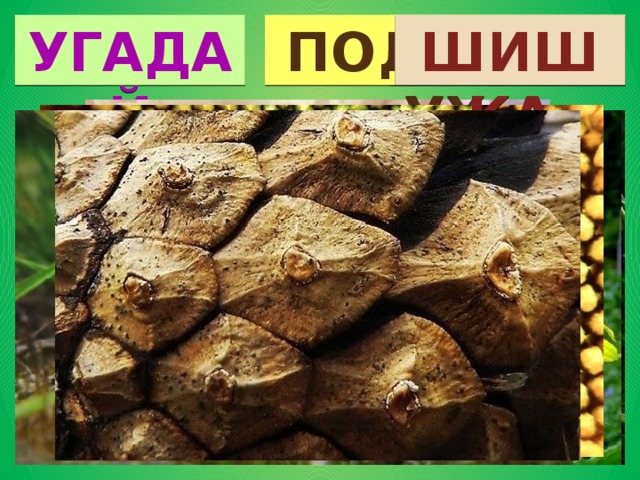 УГАДАЙ ПИОН ПОДСОЛНУХ ШИШКА