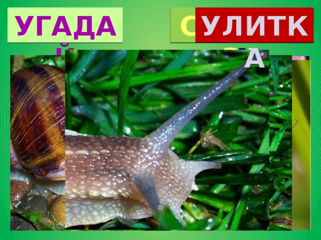 УГАДАЙ БАБОЧКА СТРЕКОЗА УЛИТКА