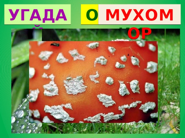 УГАДАЙ ОДУВАНЧИК РОСА МУХОМОР