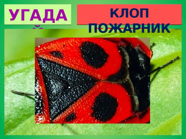 УГАДАЙ ПАУТИНА КОРА БЕРЕЗЫ КЛОП ПОЖАРНИК