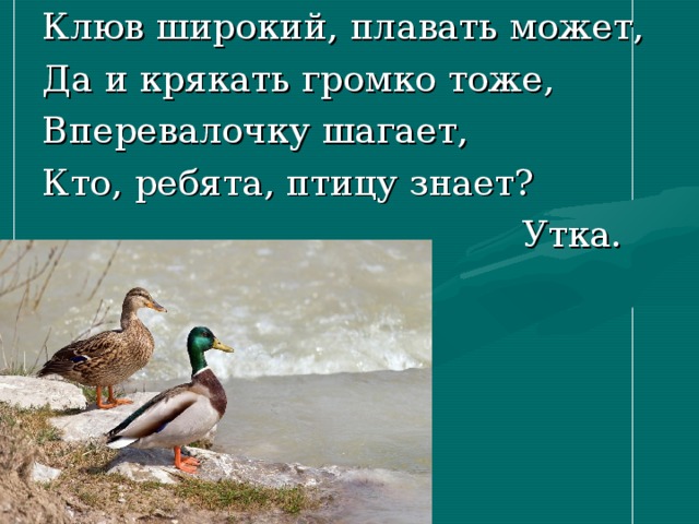 Клюв широкий, плавать может, Да и крякать громко тоже, Вперевалочку шагает, Кто, ребята, птицу знает?  Утка.