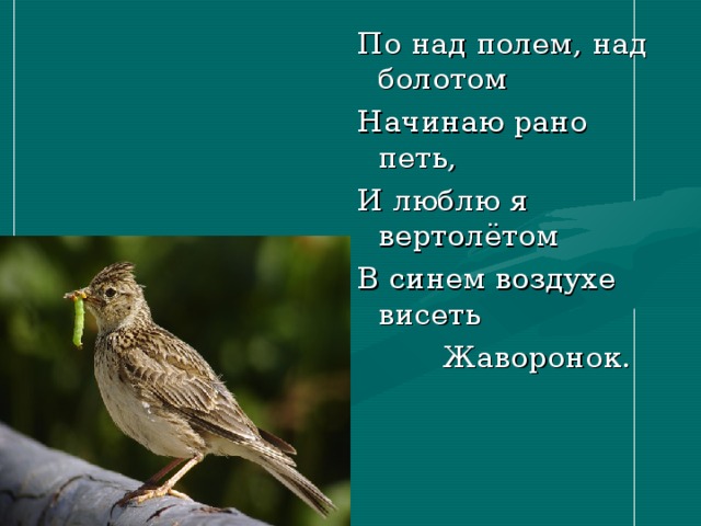 По над полем, над болотом Начинаю рано петь, И люблю я вертолётом В синем воздухе висеть  Жаворонок.