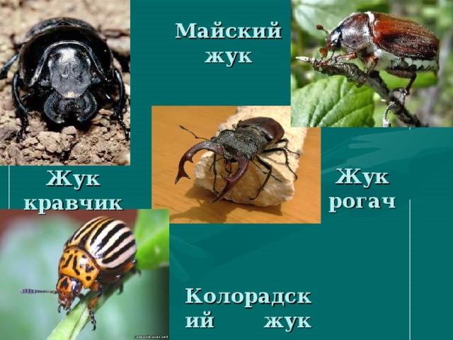 Майский жук Жук рогач Жук кравчик Колорадский жук