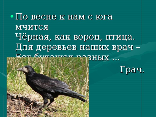По весне к нам с юга мчится  Чёрная, как ворон, птица.  Для деревьев наших врач –  Ест букашек разных ...