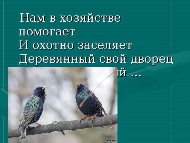 Нам в хозяйстве помогает  И охотно заселяет  Деревянный свой дворец  Темно-бронзовый ...   Скворец.