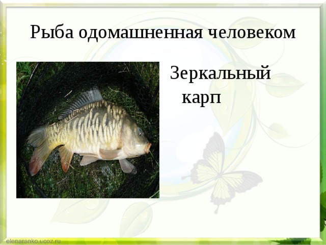 Рыба одомашненная человеком Зеркальный карп Текст слайда 