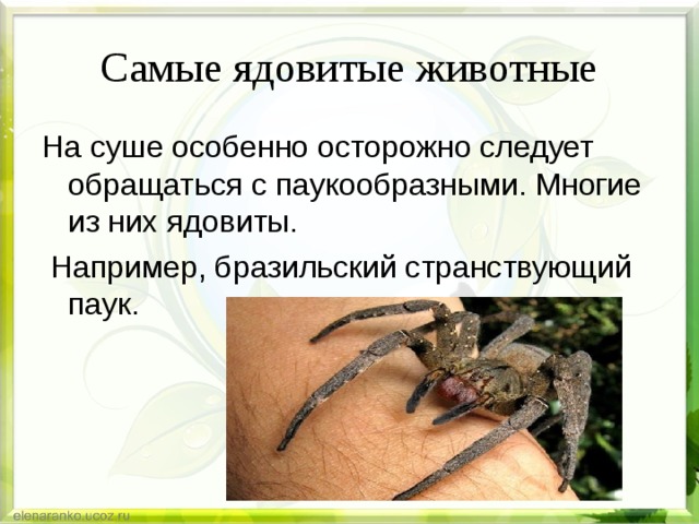 Самые ядовитые животные На суше особенно осторожно следует обращаться с паукообразными. Многие из них ядовиты.  Например, бразильский странствующий паук. 