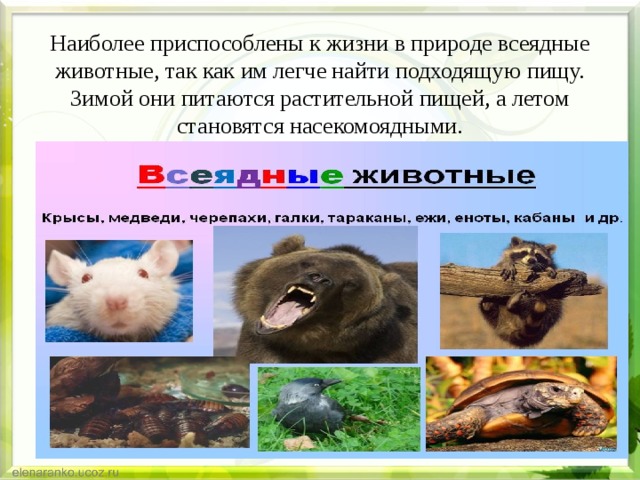  Наиболее приспособлены к жизни в природе всеядные животные, так как им легче найти подходящую пищу. Зимой они питаются растительной пищей, а летом становятся насекомоядными. 