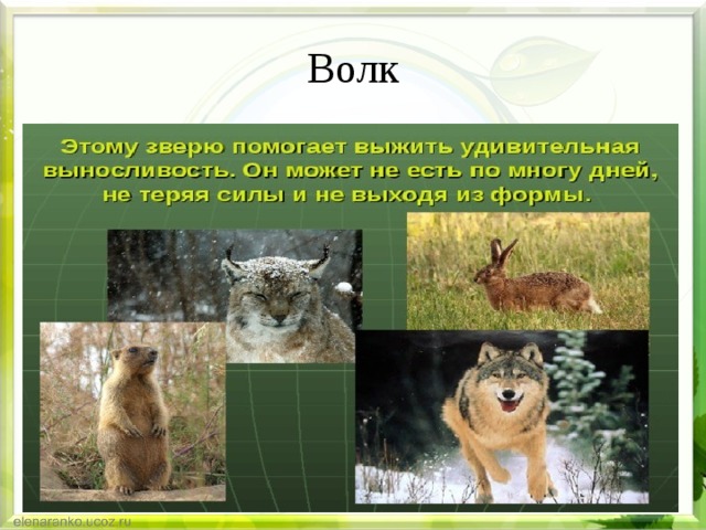 Волк 