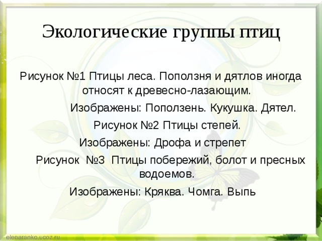 Экологические группы птиц Рисунок  №1 Птицы леса. Поползня и дятлов иногда относят к древесно-лазающим.               Изображены: Поползень. Кукушка. Дятел.      Рисунок №2 Птицы степей.  Изображены: Дрофа и стрепет        Рисунок  №3  Птицы побережий, болот и пресных водоемов.  Изображены: Кряква. Чомга. Выпь 