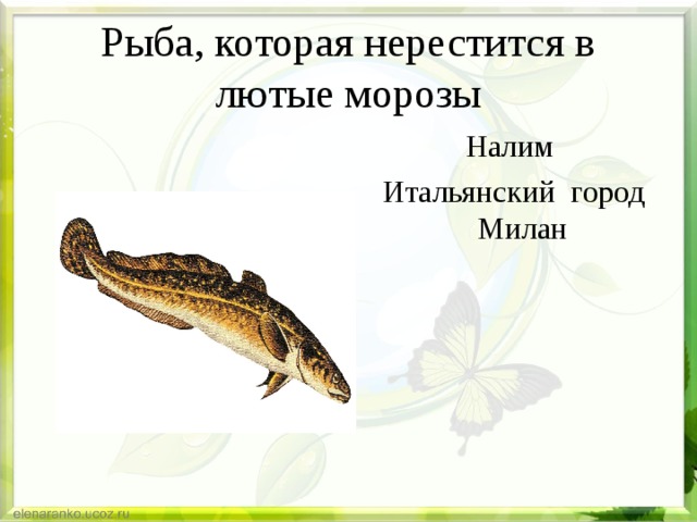 Рыба, которая нерестится в лютые морозы Налим  Итальянский город Милан 