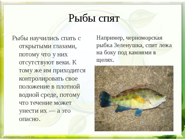  Рыбы спят Например, черноморская рыбка Зеленушка, спит лежа на боку под камнями в щелях. Рыбы научились спать с открытыми глазами, потому что у них отсутствуют веки. К тому же им приходится контролировать свое положение в плотной водной среде, потому что течение может унести их — а это опасно. 